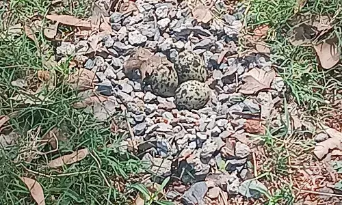 शुभ संकेत: टिटोड़ी ने दिए तीन अंडे, भविष्यवाणियों का बाजार गर्म; सुख-समृद्धि और अच्छी बारिश की आस