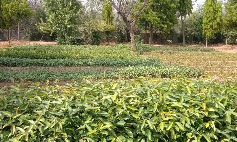 गेणोली में हरियाली का मेगा प्लान: मानसून में होगा 3 लाख पौधों का महा-रोपण