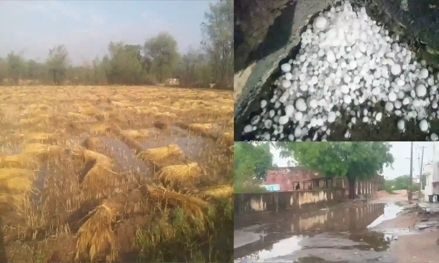 बागोर क्षेत्र में तेज अंधड़ के साथ गिरे ओले, चांदरास सहित आस-पास के गांवों में फसलें तबाह