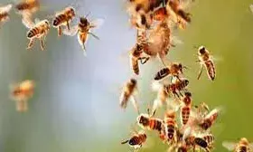 प्रार्थना सभा के दौरान छात्रों पर बोला धावा, तीन दर्जन से अधिक घायल!