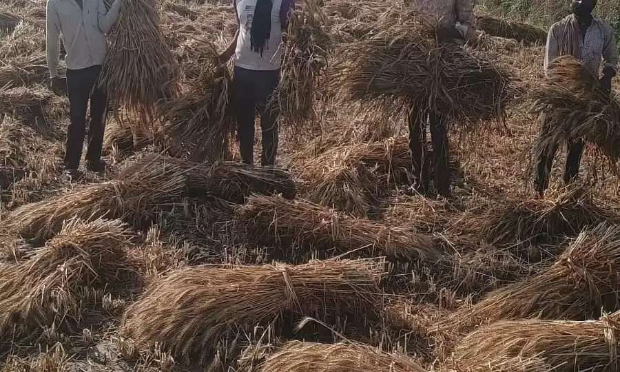 फूलियाकलां में कुदरत का कहर: बारिश और ओलावृष्टि से गेहूं की फसल तबाह, किसानों के अरमानों पर फिरा पानी