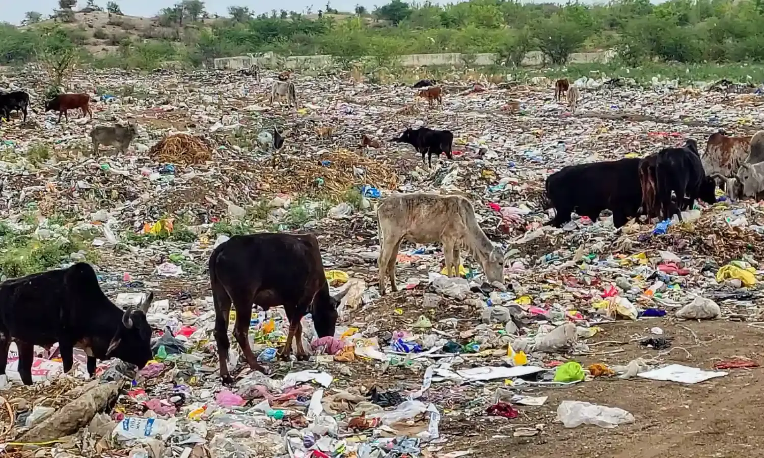 गंगापुर: डंपिंग यार्ड की बदहाली से गोवंश पर संकट, प्रशासन की चुप्पी से गहराया आक्रोश गंगापुर: डंपिंग यार्ड की बदहाली से गोवंश पर संकट, प्रशासन की चुप्पी से गहराया आक्रोश