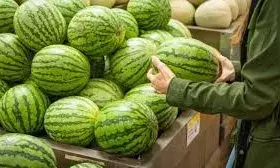 सावधान! क्या आपका पसंदीदा तरबूज दे रहा है बीमारी को दावत? मुहाना मंडी में मिलावट के खेल का पर्दाफाश