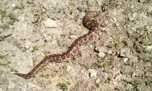 ढ़ेलाणा में अजगर का बच्चा निकलने से मचा हड़कंप, सुरक्षित रेस्क्यू कर जंगल में छोड़ा