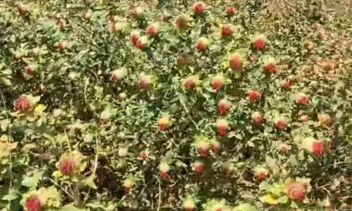 बारिश ने किसानों की मेहनत पर फेरा पानी बारिश ने किसानों की मेहनत पर फेरा पानी