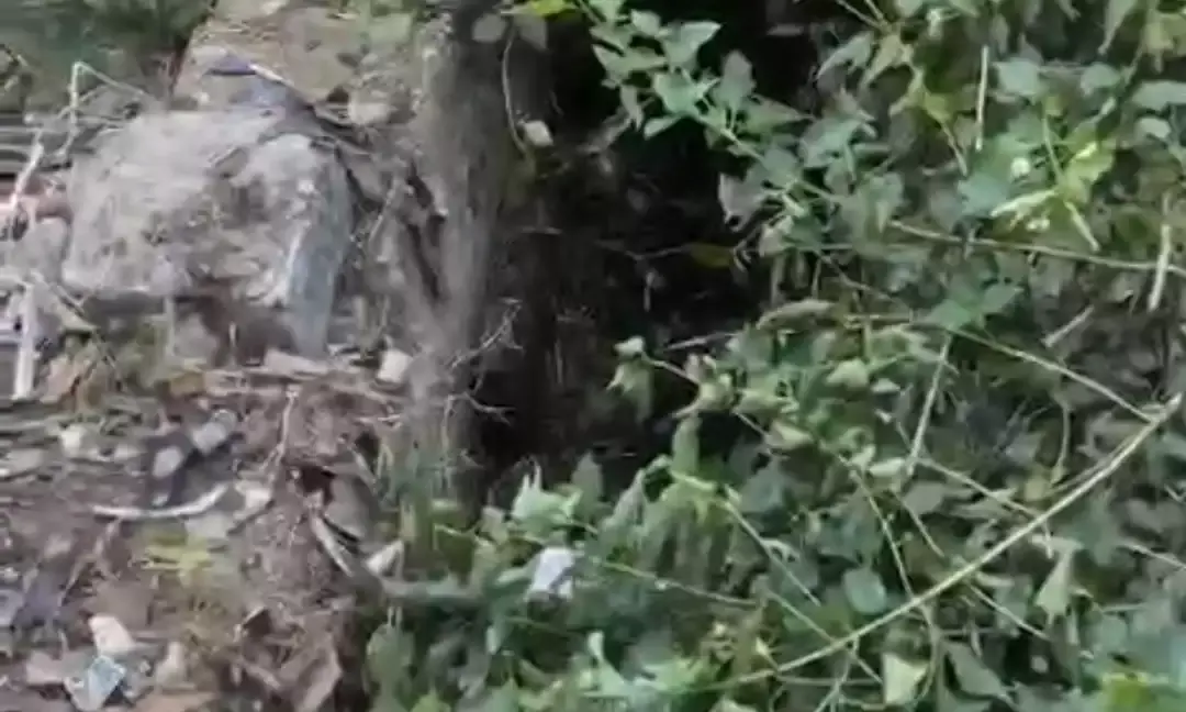 अस्पताल के बाहर अव्यवस्था: झाड़ियों से ढके नाले में गिरी गाय, प्रशासन की अनदेखी से ग्रामीणों में आक्रोश अस्पताल के बाहर अव्यवस्था: झाड़ियों से ढके नाले में गिरी गाय, प्रशासन की अनदेखी से ग्रामीणों में आक्रोश