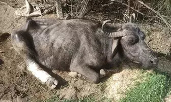 बजरी माफियाओं का आतंक: लसाडिया में ट्रैक्टर की टक्कर से किसान की भैंस घायल, ग्रामीणों में भारी रोष बजरी माफियाओं का आतंक: लसाडिया में ट्रैक्टर की टक्कर से किसान की भैंस घायल, ग्रामीणों में भारी रोष