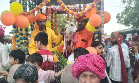हमीरगढ़ में अनूठा आयोजन: बछड़ा-बछड़ी का रचाया विवाह, उमड़ा जनसैलाब