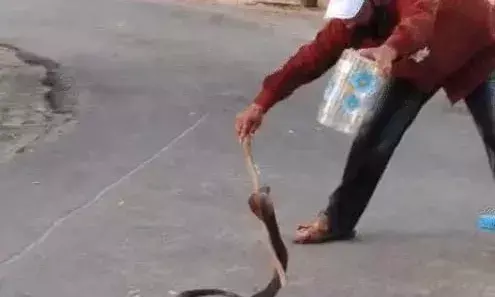 कलेक्टर टीना डाबी के बंगले में घुसा 5 फीट लंबा कोबरा, मचा हड़कंप कलेक्टर टीना डाबी के बंगले में घुसा 5 फीट लंबा कोबरा, मचा हड़कंप