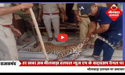 बकरी का शिकार करने के चक्कर में पैंथर ने किचन में की एंट्री, वन विभाग ने किया सफल रेस्क्यू