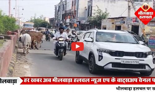 सड़कों पर ‘ पशुराज’, आपसी भिड़ंत में उठता धूल-धुआं… रुकती राह, थमते वाहन