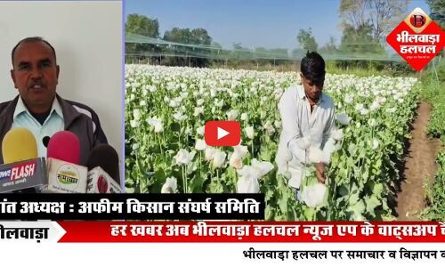 खेतों में लहलहा रही काले सोने के नाम से विख्यात अफीम की फसल, काले सोने पर खिलने लगे सफेद फूल