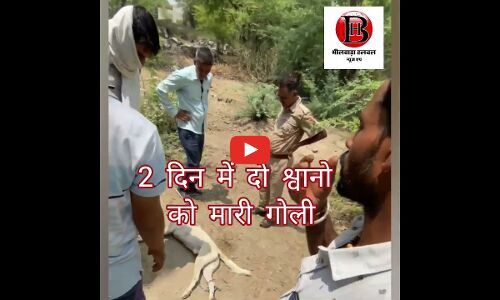 बड़ा महुआ में बेजुबानों को मारी गोली लोगों में आक्रोश पुलिस पहुंची मौके पर
