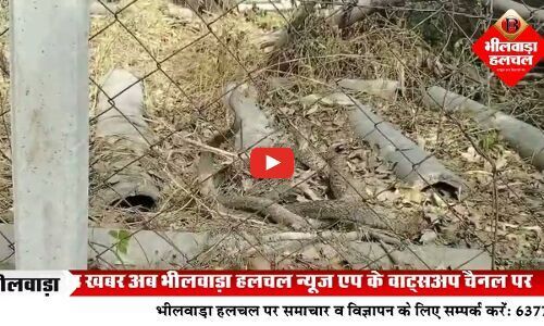सांपों के जोड़े की रासलीला बनी आकर्षण का केंद्र, अच्छी बारिश और समृद्ध फसल का संकेत