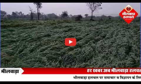 तेज हवा के साथ बारिश व ओले से अफीम, गेहूं, जौ व सरसों की फसल को नुकसान, क‍िसान च‍िंंत‍ित