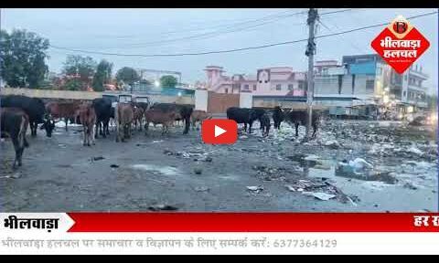 सड़कों पर घूमते पशुओं से दुर्घटनाओं का खतरा, नगर निगम से तत्काल कार्रवाई की मांग