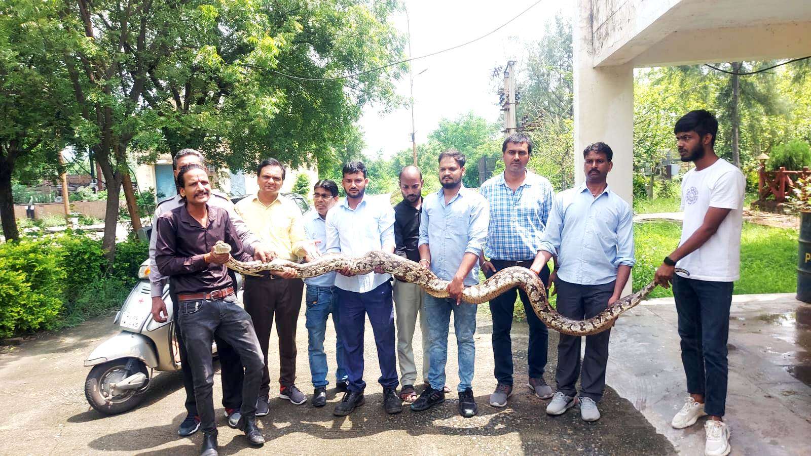 VIDEO ग्रिड स्टेशन पर दिखा 12 फीट लम्बा अजगर, रेस्क्यू कर सुरक्षित जंगल में छोड़ा