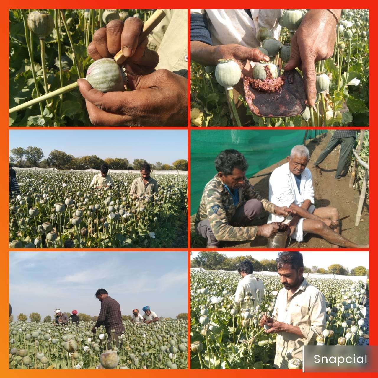 अफीम से दूध संग्रहण करने में जुटे किसान, अफीम में रोग व मौसम की मार का असर अफीम से दूध संग्रहण करने में जुटे किसान, अफीम में रोग व मौसम की मार का असर
