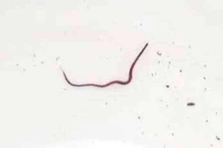 VIDEO लाभार्थी उत्सव कार्यक्रम में पानी की केन में निकला सांप, मचा हड़कम्प