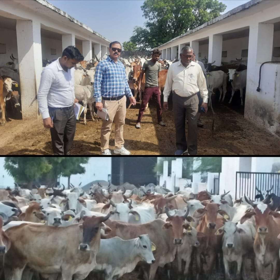 तहसीलदार व पशु चिकित्सक ने किया श्याम गोशाला का सत्यापन