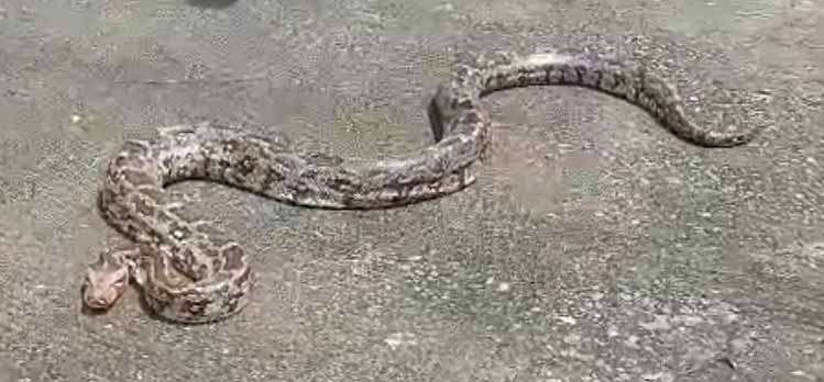 सांप दिखे तो घबराएं नहीं, तुरंत वन्यजीव परिरक्षक को सूचित करे