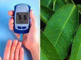 डायबिटीज का रामबाण इलाज हैं ये पत्तियां, बढ़ा हुआ ब्लड शुगर तेजी से होगा कंट्रोल