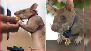 ब्रिटेन के लिए आफत बने 30 करोड़ सुपर चूहे,   मचा सकते हैं तबाही