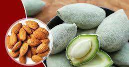 शुगर कंट्रोल करने में माहिर है कच्चा बादाम, एक बार इस तरीके से खाना शुरु कर दीजिए