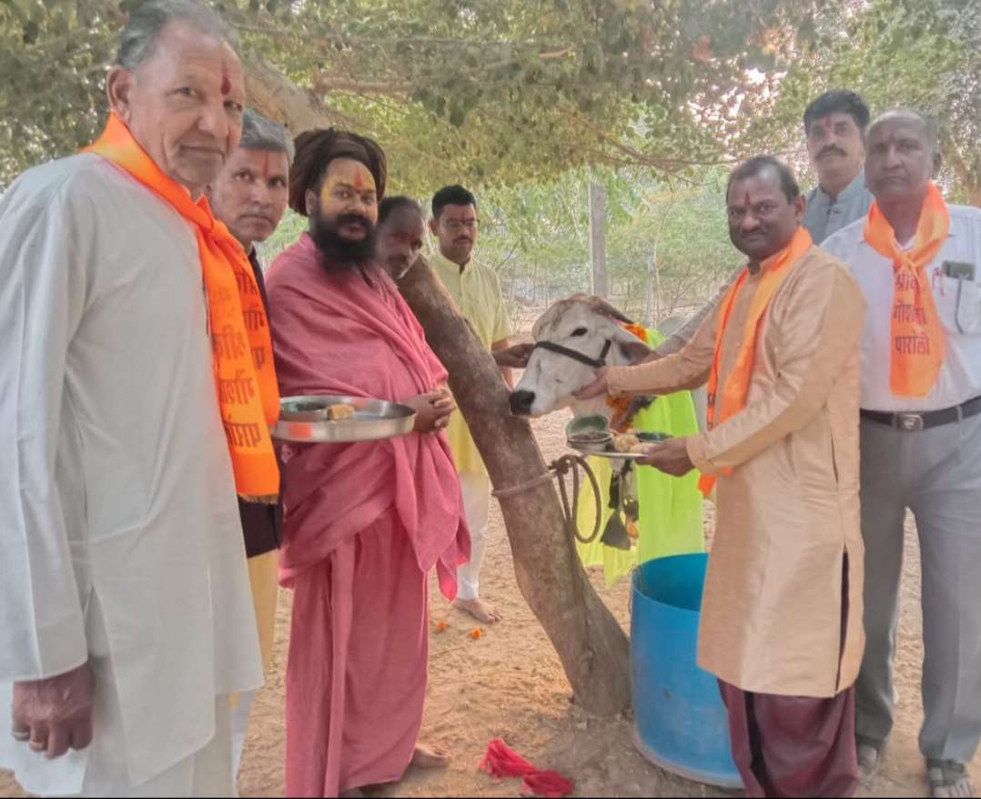 गायों को 300 किलो गुड़ से बनी लापसी खिलाई। गायों को 300 किलो गुड़ से बनी लापसी खिलाई।