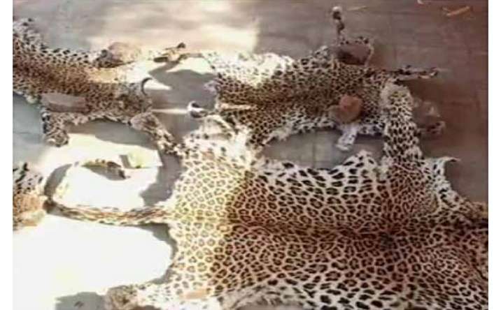 तेंदुए का शिकार कर खाल बेचने वाला गिरफ्तार