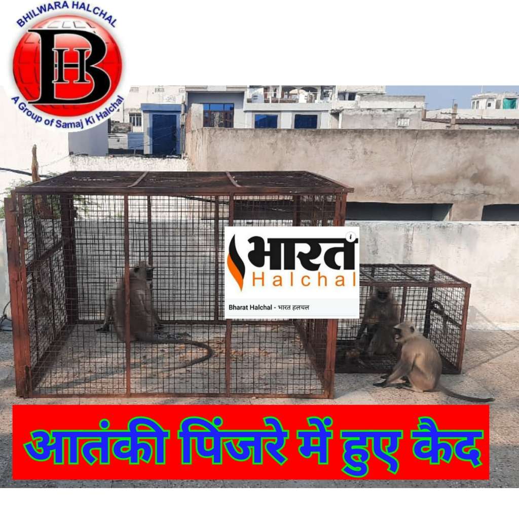 VIDEO    भीलवाड़ा में आतंक फैलाने वाले 15 बंदर पिंजरे में कैद, अभी खत्म नहीं हुआ उत्पात, जारी रहेगी धरपकड़ 